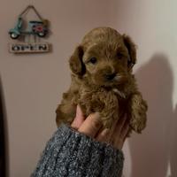 Maltipoo Coreani
