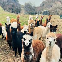 Alpaca