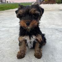 Yorkshire terrier maschio