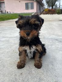 Yorkshire terrier maschio