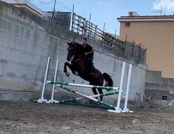 Cavalli e puledri