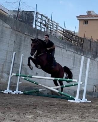 Cavalli e puledri