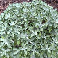 Salvia