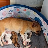 Cane chihuahua