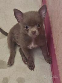 Chihuahua
