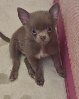 Chihuahua