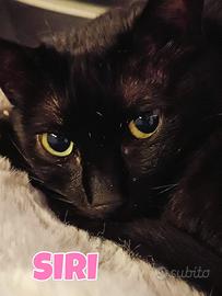 Siri gattina nera rinuncia di proprieta'
