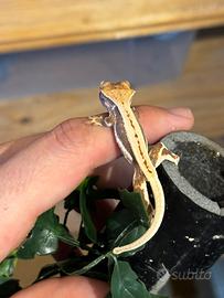 Geco ciliatus & gargoyle