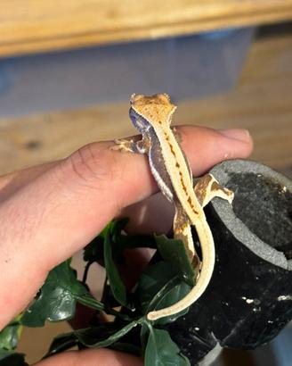 Geco ciliatus & gargoyle