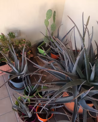 Piante aloe vera + altre piante grasse