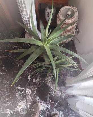 aloe vera 2 piante  grandi + piccole