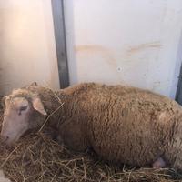 Agnella ile france info in privato no perdi tempo