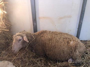 Agnella ile france info in privato no perdi tempo