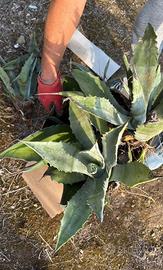Piante agave