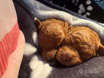 Barboncino femmina red