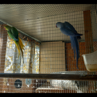 Parrocchetti del collare