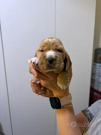 Cuccioli Cocker spaniel inglese