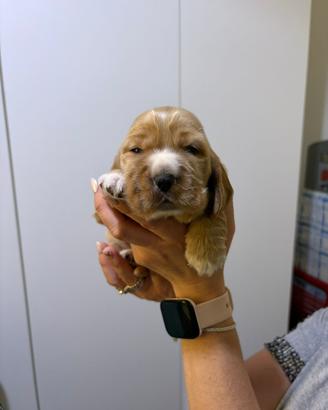 Cuccioli Cocker spaniel inglese