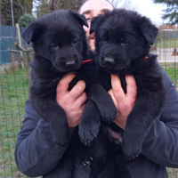 Cuccioli di pastore tedesco nero e nero focato