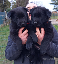 Cuccioli di pastore tedesco nero e nero focato