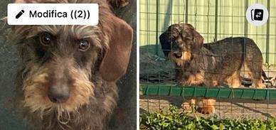 Bassotti a pelo duro