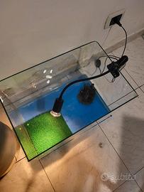 tartaruga d'acqua