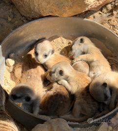 Suricata