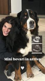 Cuccioli di Bovaro Del Bernese