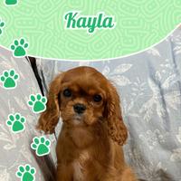 Cavalier King Charles Spaniel