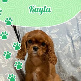 Cavalier King Charles Spaniel