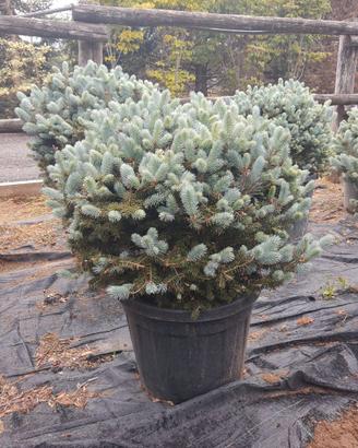 PICEA PUNGENS GLOBOSA