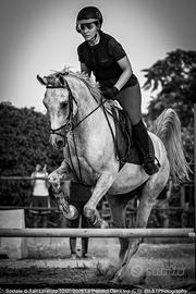 Cavallo