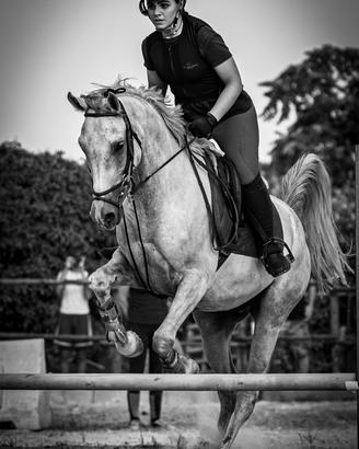 Cavallo