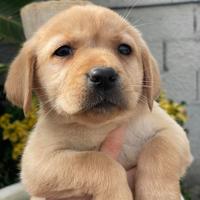 Cuccioli di Labrador retriever con Pedigree Enci