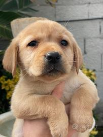 Cuccioli di Labrador retriever con Pedigree Enci