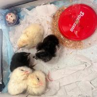 Pulcini livornese e incroci cemani