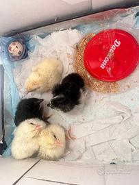 Pulcini livornese e incroci cemani