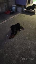 Cagnoline taglia media