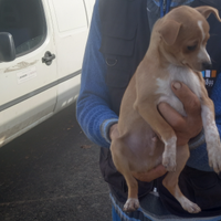 Disponibili 2 cuccioli di piacere taglia piccola