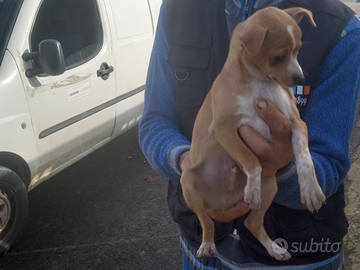 Disponibili 2 cuccioli di piacere taglia piccola