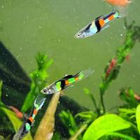 Endler praticamente regalati