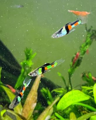 Endler praticamente regalati