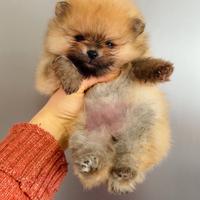 Volpino pomerania di 2 mesi CUCCIOLI Pedigree