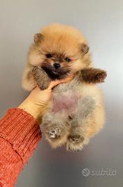 Volpino pomerania di 2 mesi CUCCIOLI Pedigree