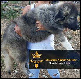 Pastore del Caucaso
