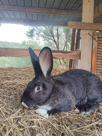 Conigli grandi da carne