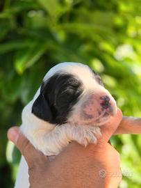 Cuccioli Crocedomini - Ambrofellis
