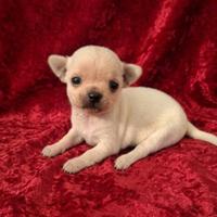 Meravigliosi chihuahua pedigree enci