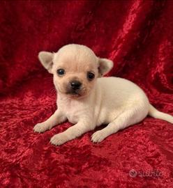 Meravigliosi chihuahua pedigree enci