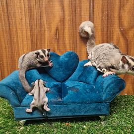 Coppia di petauri dello zucchero